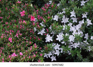 Azalea Japonica