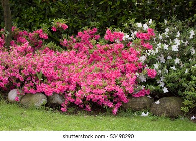 Azalea Japonica