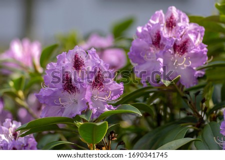 Azalea japonica blue jay purple white spotted bunch of flowers in bloom, beautiful flowering plant branches, green rhododendron leaves