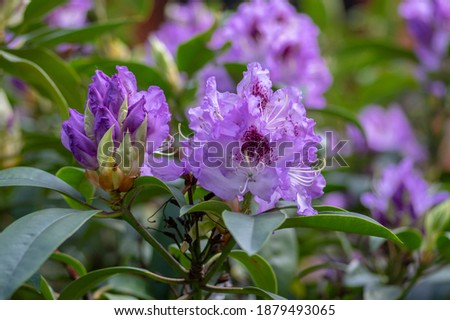 Azalea japonica blue jay purple white spotted bunch of flowers in bloom, beautiful flowering plant branches, green leaves