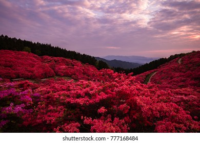 
Azalea Kuzushiro Mountain,Nara,Japan 