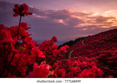 
Azalea Kuzushiro Mountain,Nara,Japan 