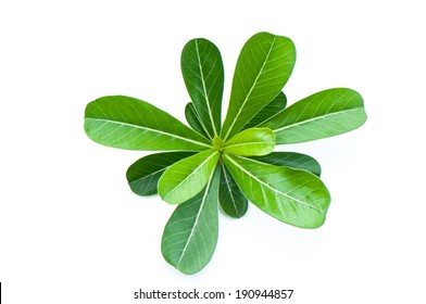 Azalea Leaf Isolated