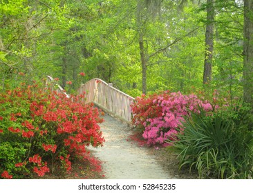 Cypress Gardens Sc Images Stock Photos Vectors Shutterstock
