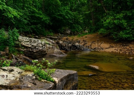 Azalea on a rock along the Williams River in Monongahela National Forest, West Virginia, USA