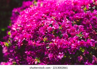 Azalea Plant With Purple Flowers Outdoor In Sunny Backyard, Close-up Shot At Shallow Depth Of Field