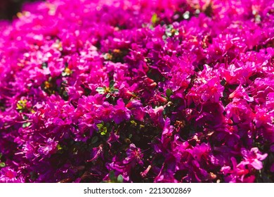 Azalea Plant With Purple Flowers Outdoor In Sunny Backyard, Close-up Shot At Shallow Depth Of Field