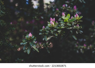 Azalea Plant With Purple Flowers Outdoor In Sunny Backyard, Close-up Shot At Shallow Depth Of Field