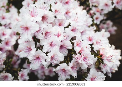 Azalea Plant With White Fowers Outdoor In Sunny Backyard, Close-up Shot At Shallow Depth Of Field