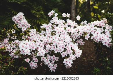 Azalea Plant With White Fowers Outdoor In Sunny Backyard, Close-up Shot At Shallow Depth Of Field