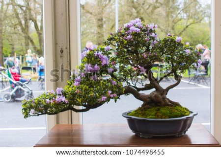 Azalea and pot Bonsai combination in training in Northern Ireland and on display at the Belfast spring festival at Barnetts Demesne in April 2018
