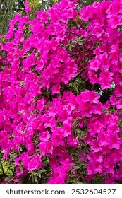 Azalea (Rhododendron) con detalles