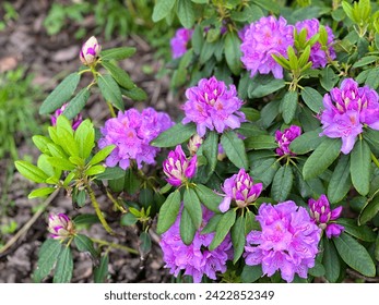 Azalea rhododendron bush beautiful pink purple flowers.
