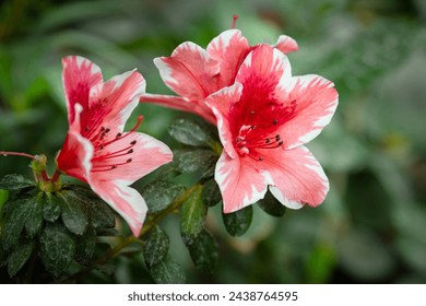 Azalea (Rhododendron) with red white flowers detail