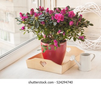 Azalea ( Rhododendron Simsii ) In A Pot Near The Watering Can On The Window