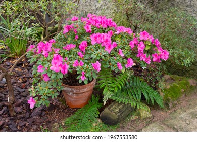 Azalea, Rhododendron, Small Potted Rhododendron Plant Blooms Profusely With Bright Pink Flowers In A Botanical Garden Amid Ferns.