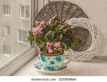 Azalea (rhododendron)  In Vintage Pot On The Window
