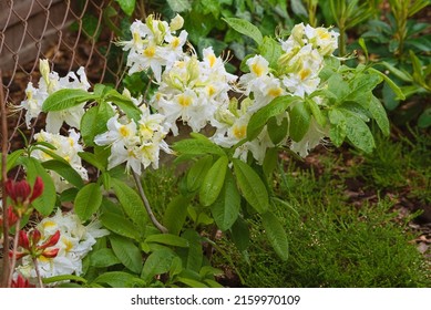 Azalea Shrub Covered With White Flowers