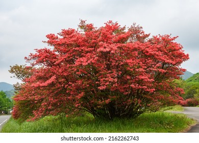 Azalea Tree Taller Than A Man
