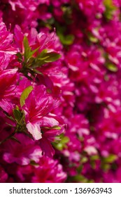 azalea024