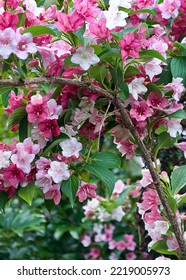 Azaleas Bloom In A Garden At Spring Time