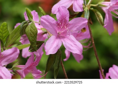 Azaleas Bloom In The Spring