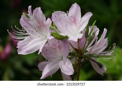 Azaleas Bloom In The Spring