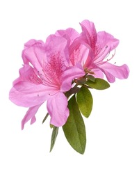 Azaleas Flowers With Leaves, Pink Flowers Isolated On White Background With Clipping Path                                        