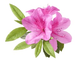 Azaleas Flowers With Leaves, Pink Flowers Isolated On White Background With Clipping Path                                                                      