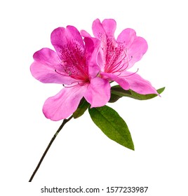 Azaleas flowers with leaves, Pink flowers isolated on white background with clipping path   - Powered by Shutterstock
