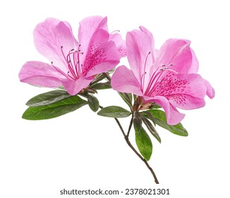 Azaleas flowers with leaves, Pink flowers isolated on white background with clipping path                                     - Powered by Shutterstock