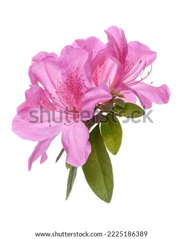 Azaleas flowers with leaves, Pink flowers isolated on white background with clipping path                                        