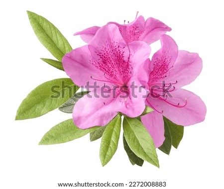 Azaleas flowers with leaves, Pink flowers isolated on white background with clipping path                                                                      