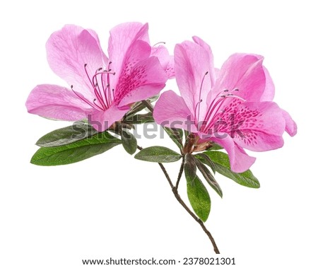 Azaleas flowers with leaves, Pink flowers isolated on white background with clipping path                                    