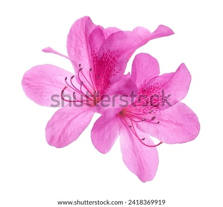 Azaleas flowers with leaves, Pink flowers isolated on white background with clipping path                                    