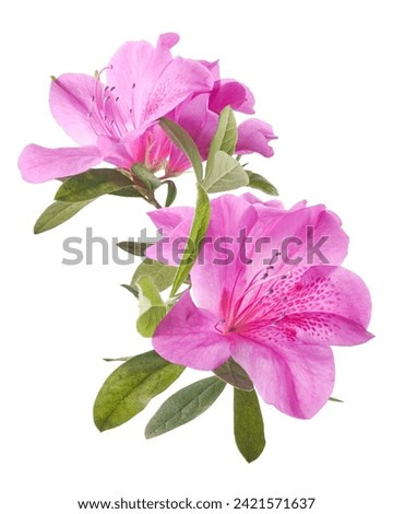Azaleas flowers with leaves, Pink flowers isolated on white background with clipping path      