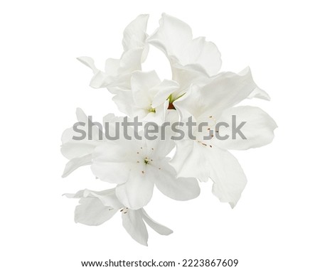 Azaleas flowers with leaves, White flowers isolated on white background with clipping path                                    