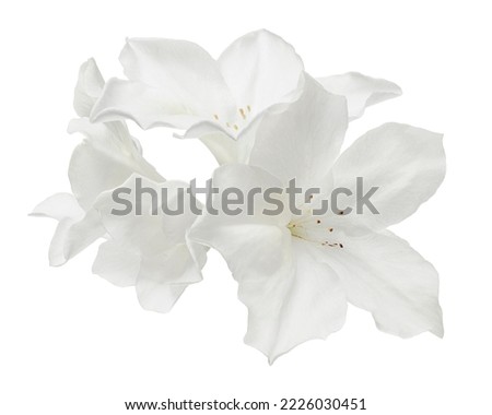 Azaleas flowers with leaves, White flowers isolated on white background with clipping path                                                
