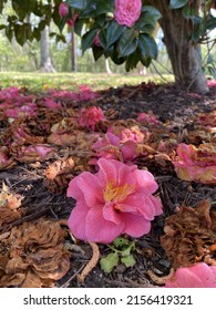 Azaleas Wilting Under The Bush