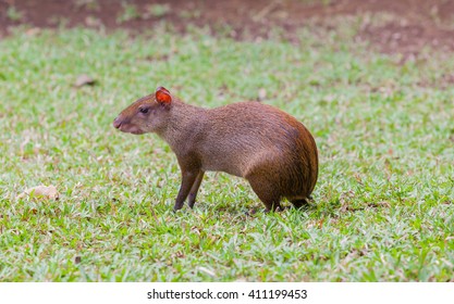 An Azara's Agouti