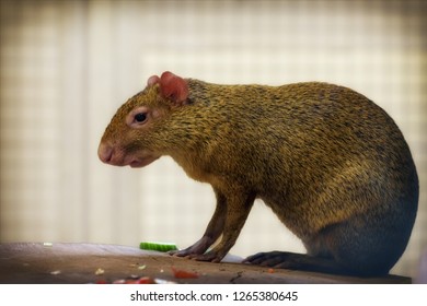 Azara's Agouti, Dasyprocta Azarae From The Family Dasyproctidae, Jungle Gardeners In Zoo