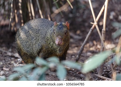 Azara's Agouti (Dasyprocta Azarae) Is A South American Agouti Species From The Family Dasyproctidae