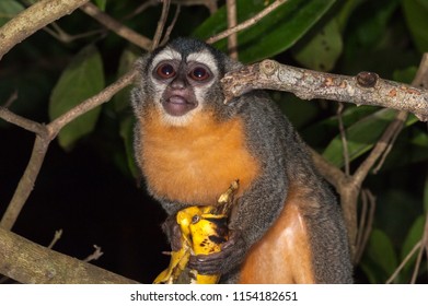 Azara's Night Monkey (Aotus Azarae) Feeding On Bananas In A Tourist Lodge Garden, Puerto Maldonado, Peru