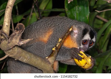 Azara's Night Monkey (Aotus Azarae) Feeding On Bananas In A Tourist Lodge Garden, Puerto Maldonado, Peru