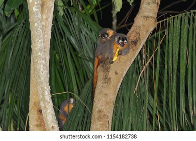 Azara's Night Monkey (Aotus Azarae) Feeding On Bananas In A Tourist Lodge Garden, Puerto Maldonado, Peru