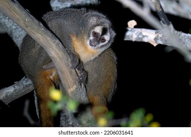 An Azara's Night Monkey, A Nocturnal Primate, Is Sitting On A Branch In A Tree, Looking Down, In The Chaco, Paraguay