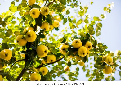 Azerbaijan Shabran Quince Nature Fresh