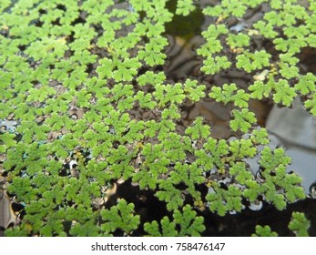 Azolla Caroliniana In Water