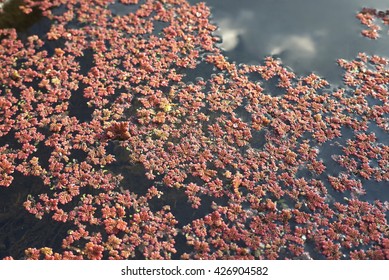 Azolla Filiculoides