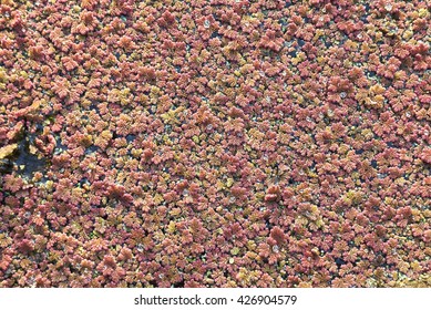 Azolla Filiculoides Close Up